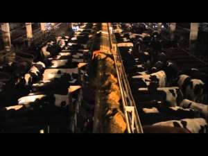 Two films about modern industrialized fishery and agriculture
