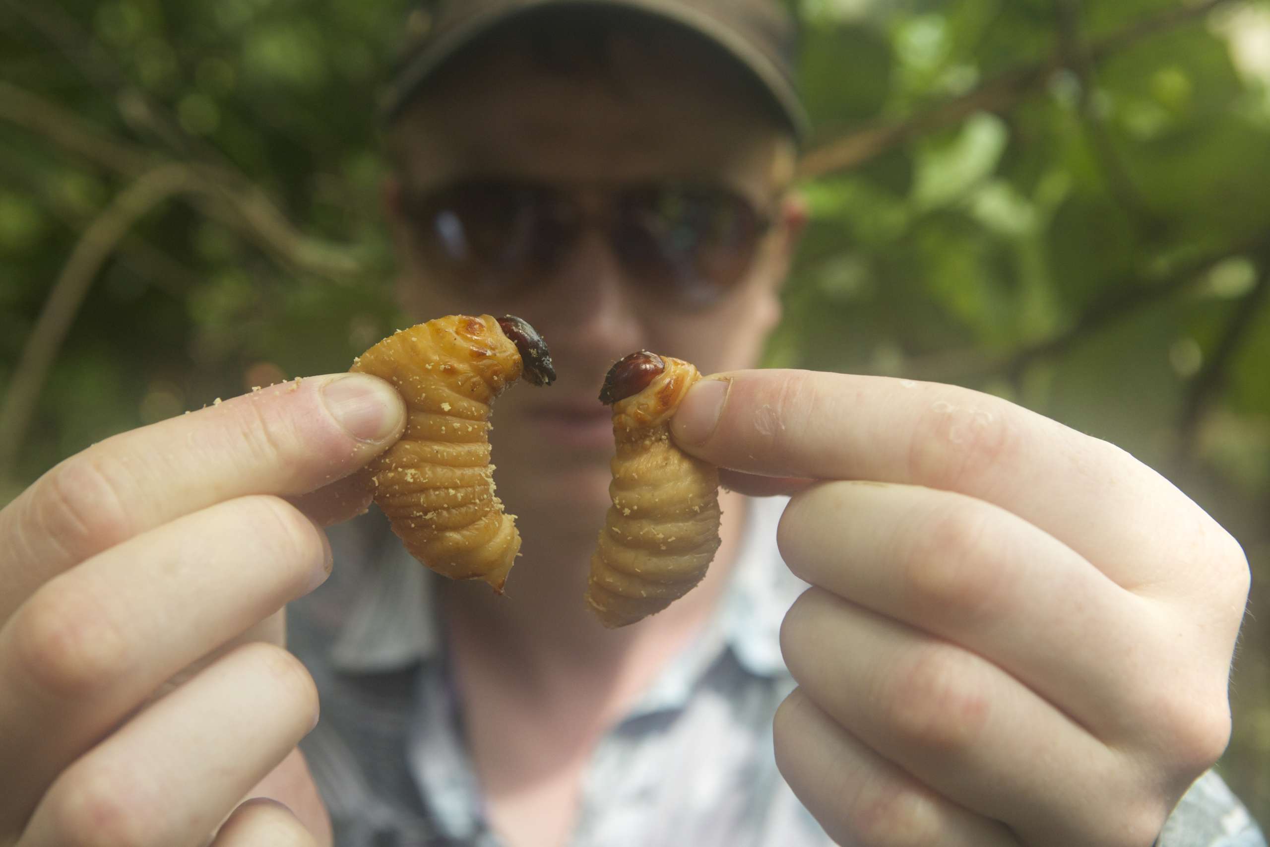 Are insects the new meat?