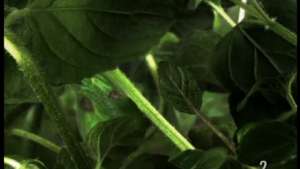 LUSSAS: Filming Science