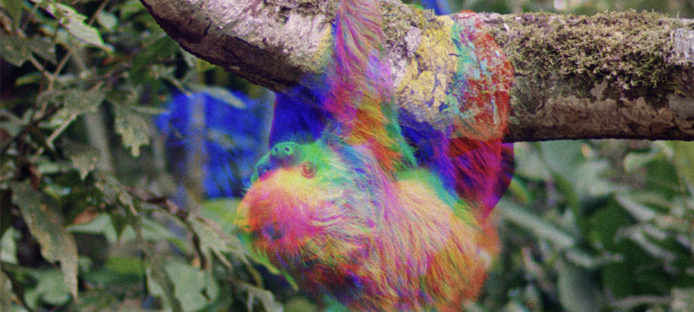 Sloth-Time-featured-MTR