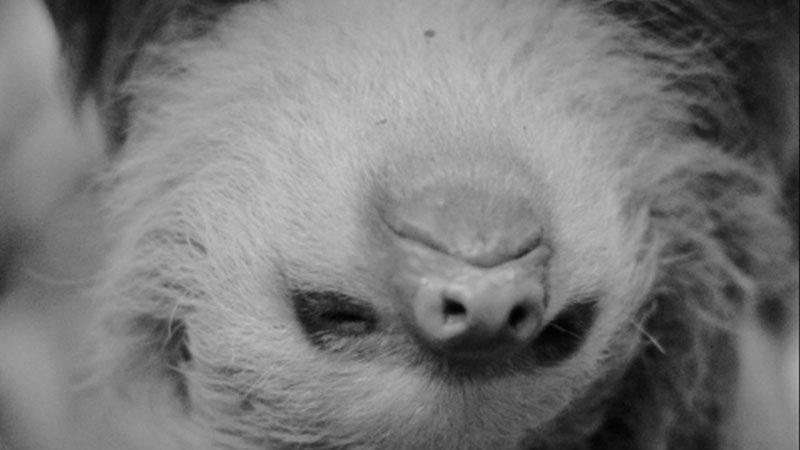Sloth-Time-Documentary-Post1