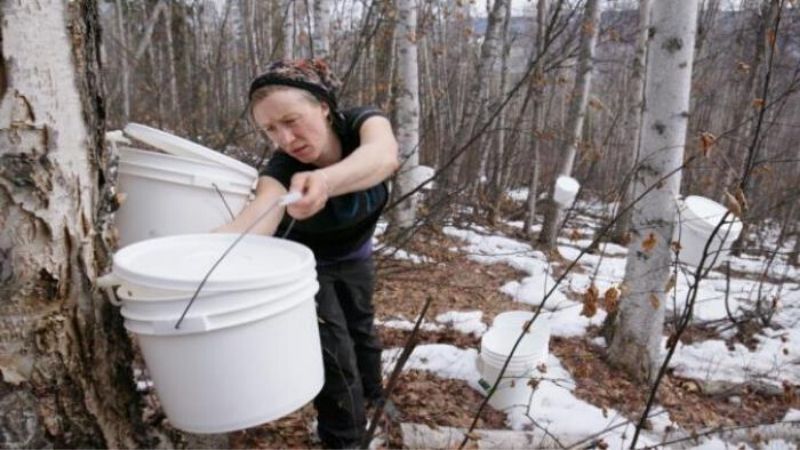 Czech New Wave-mushroom-pickers-featured