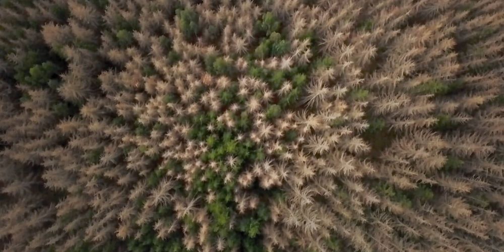 Czech New Wave-mushroom-pickers-post1