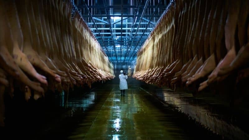 Eating Animals-documentary-MTR-post1