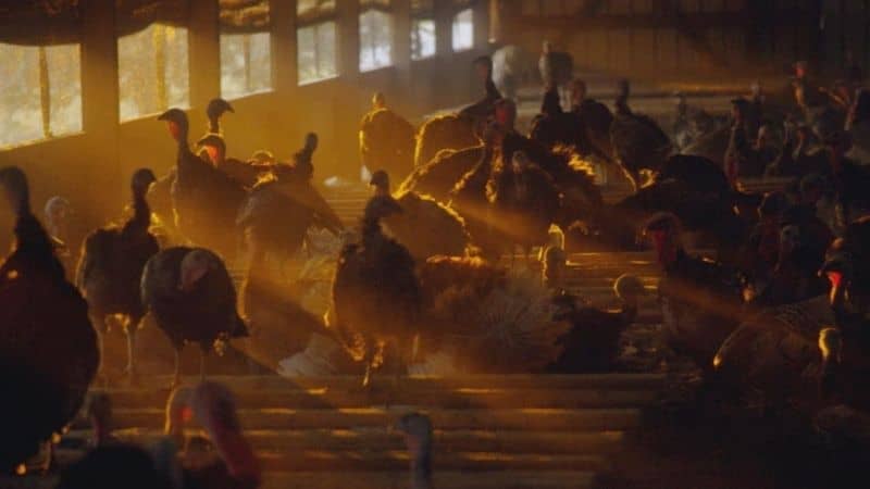 Eating Animals-documentary-MTR-post2