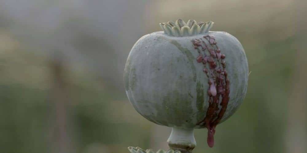 IDFA Bertha Fund 2021 - I, Poppy