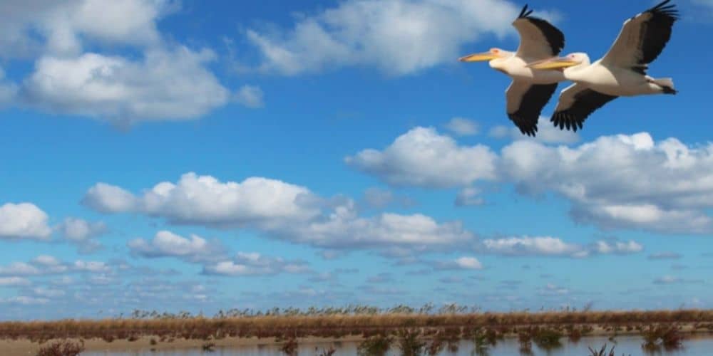 Lagoons. A Battle for Paradise, a film by Serhiy Lysenko