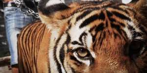 The Tiger Mafia, a film by Karl Ammann & Laurin Merz