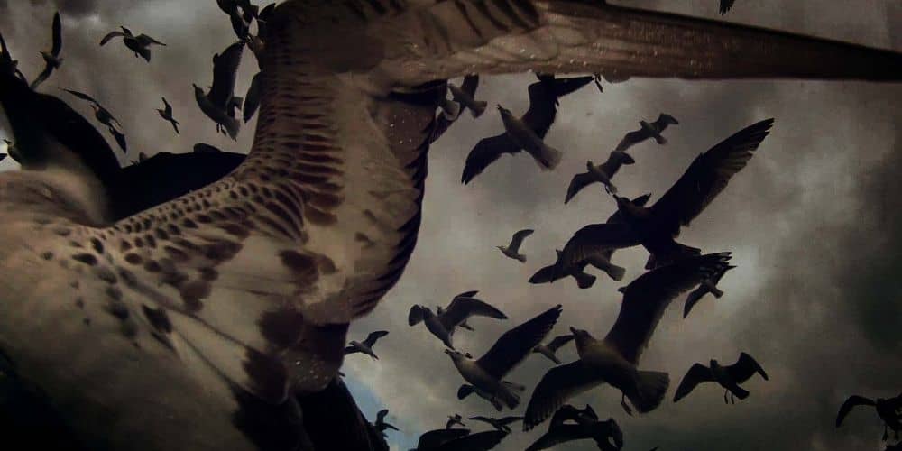 Leviathan, a film by Verena Paravel & Lucien Castaing-Taylor