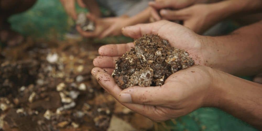The Mushroom Speaks, a film by Marion Neumann
