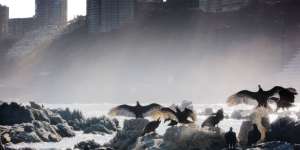 Contemplating human cohabitation with biodiversity