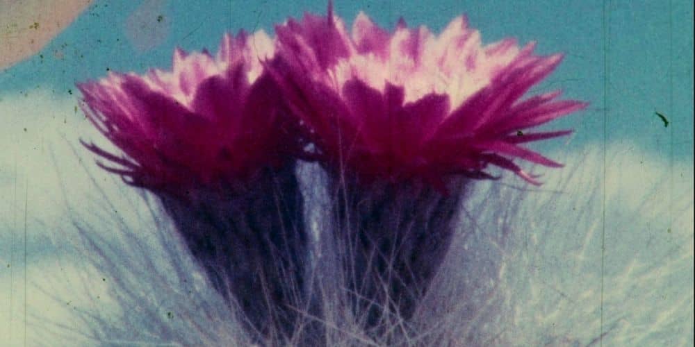 Herbaria, a film by Leandro Listorti
