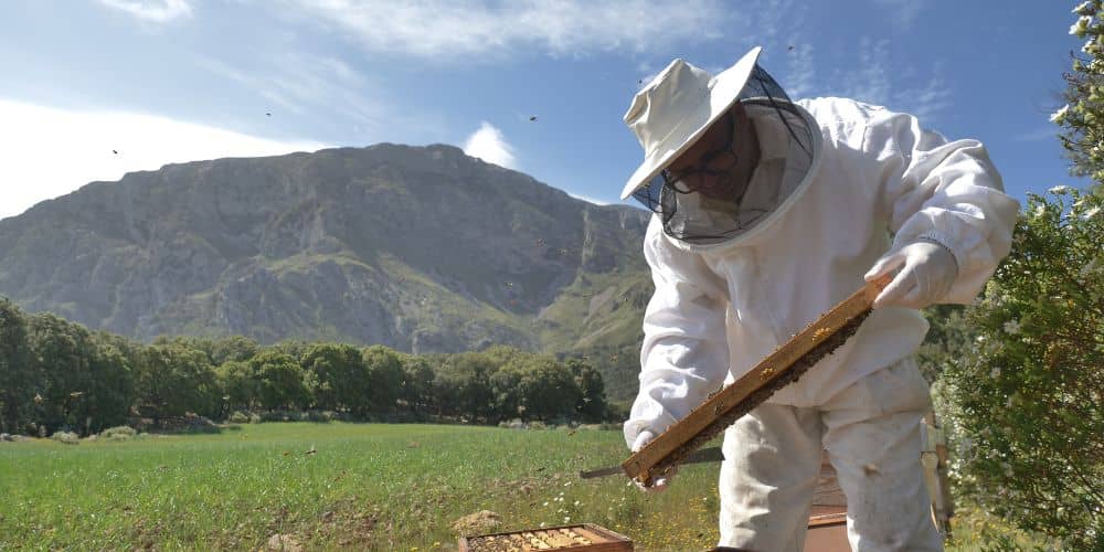 Bees Invisible Mechanism Rubén Casas Oché