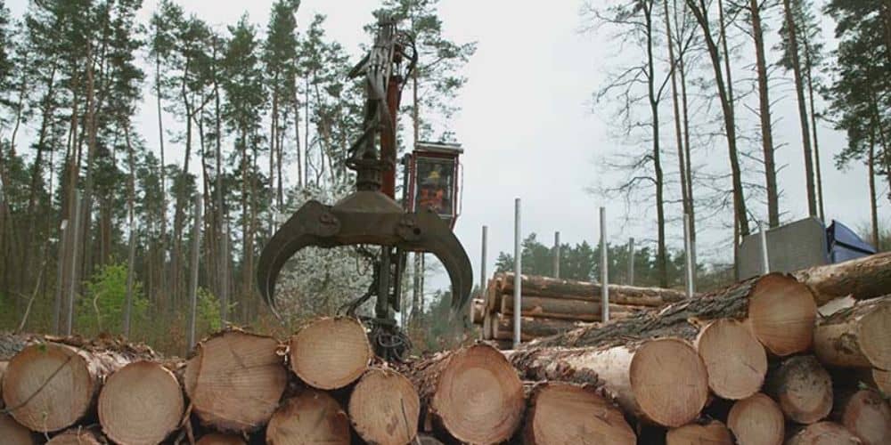IKEA - The Tree Hunter