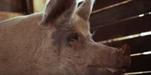 Pigcasso: Million Dollar Pig