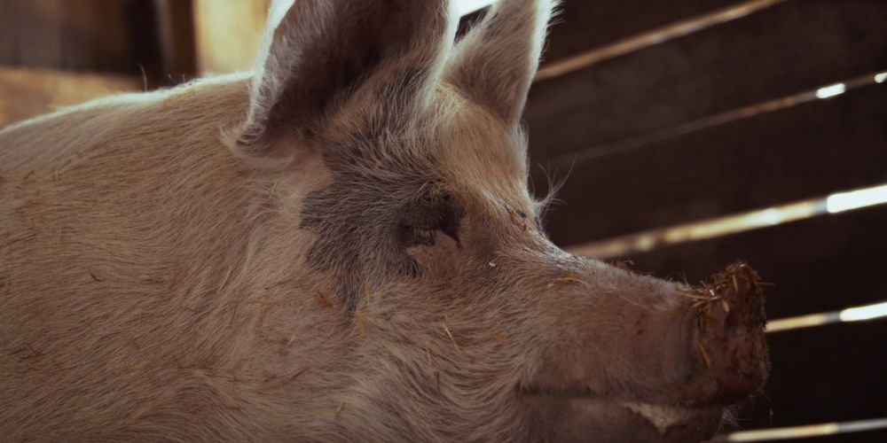 Pigcasso: Million Dollar Pig Stefan Enslin