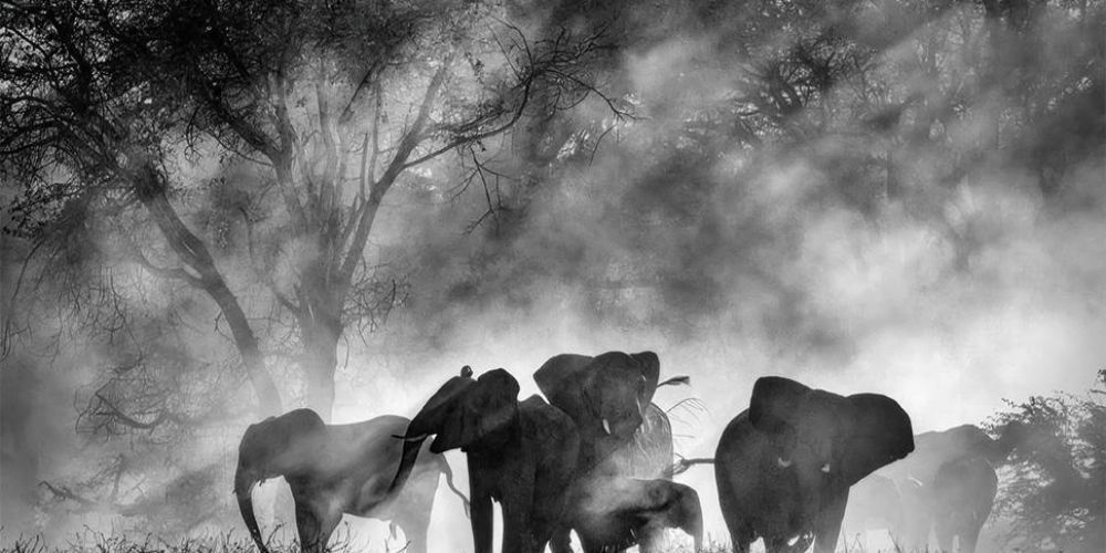 Ghost Elephants Werner Herzog