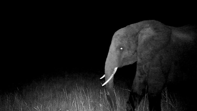 Ghost Elephants Werner Herzog
