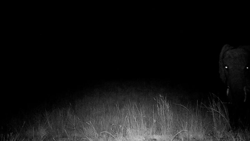 Ghost Elephants Werner Herzog