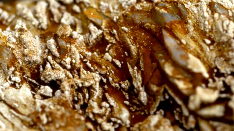 Fossil Matter Tiziana Panizza