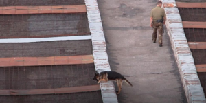 Leters From the Silenced Country Andrei Kutsila