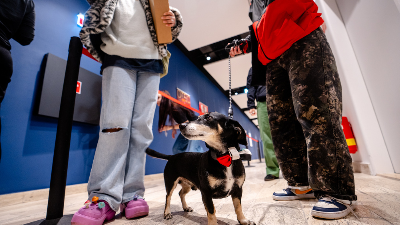 A little dog at One World Slovakia 2026